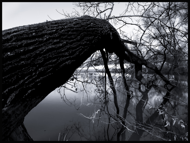 Strom pijan, obora Hvězda, Praha, 2025