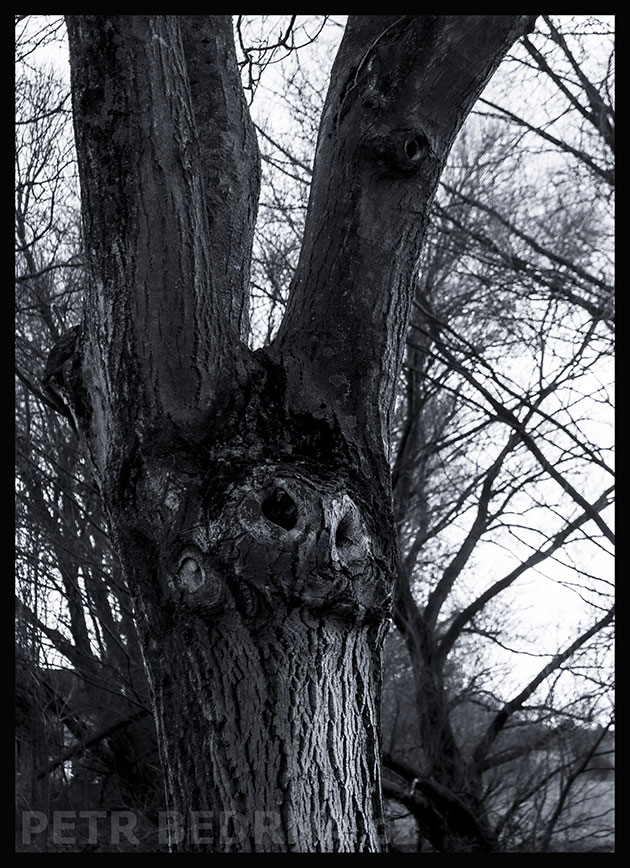 Strom Rumcajs převlečený za sovu pálenou, Debrno, Dolany nad Vltavou, Mělník, les, stromy, podoba, Česko