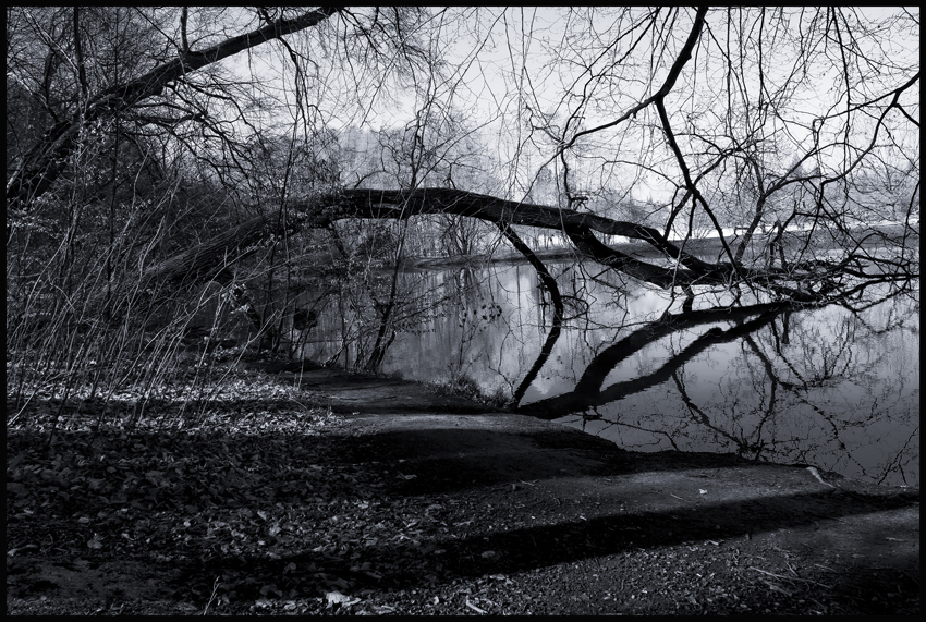 Strom v rybníčku, obora Hvězda, Praha, 2025(2)