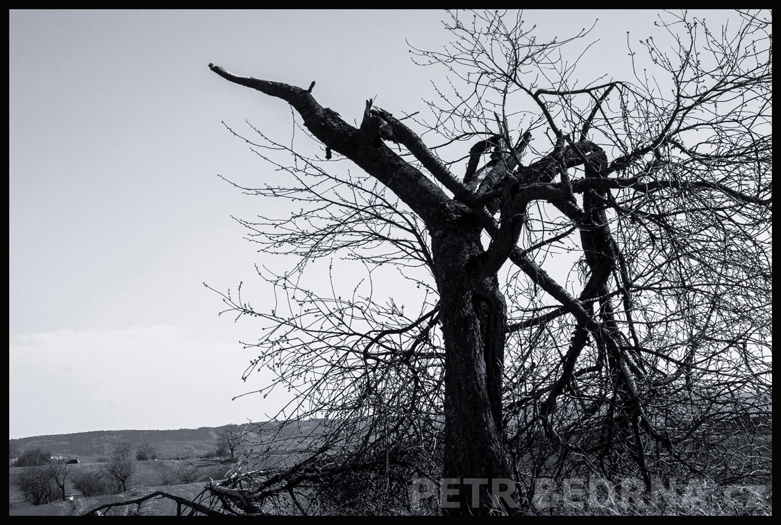 Strom rychlopalné dělo, Mořina, Kozolupy, krása, obzor, stromy, podoba, Česko