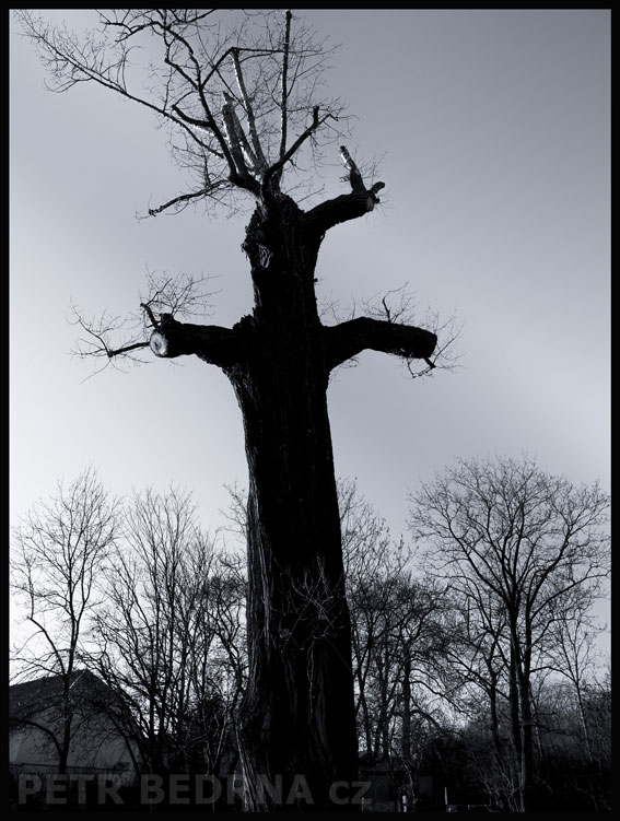 Strom směšný vůdce, Otruby, Slaný, krása, příroda, obloha, stromy, podoba, Česko