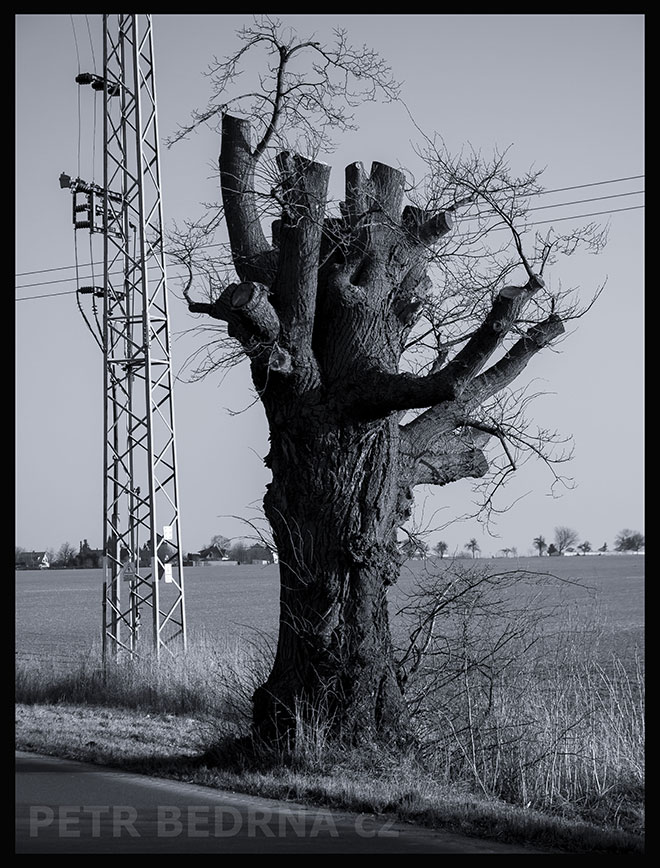 Strom smutné slůně u silnice, Středokluky, krása, les, příroda, stromy, zábava, figuríny, podoba, Česko