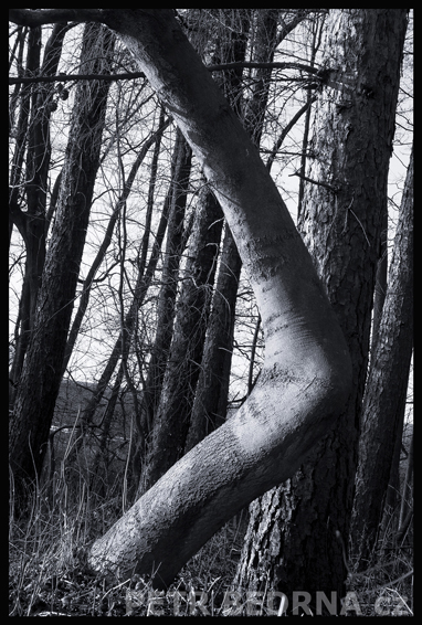 Strom stehno, Hostoun