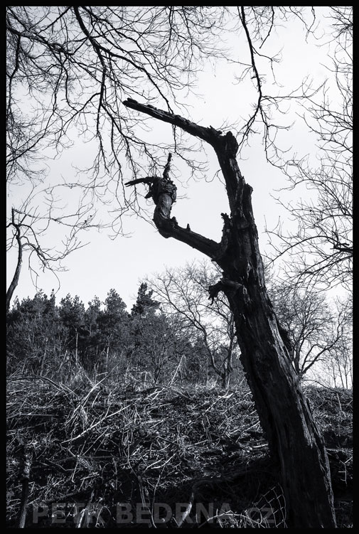 Strom středověký doktor nese medicínu., Tursko, Těšina, krása, příroda, les, stromy, podoba, Česko