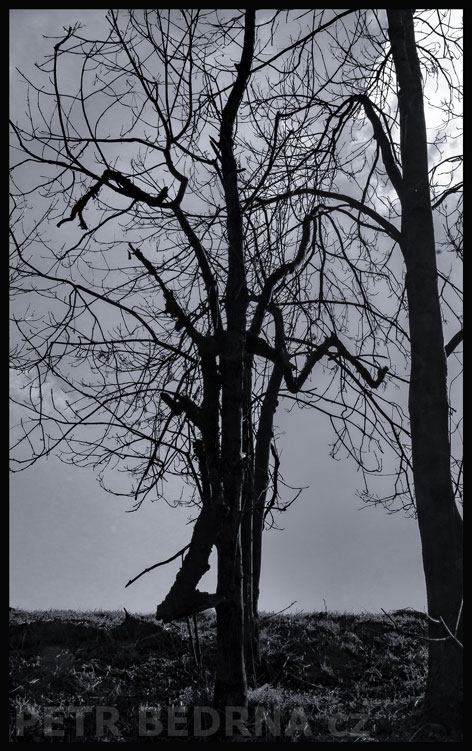 Strom totem vychrtlík, Debrno, Dolany nad Vltavou, Mělník, krása, obzor, obloha, stromy, podoba, Česko