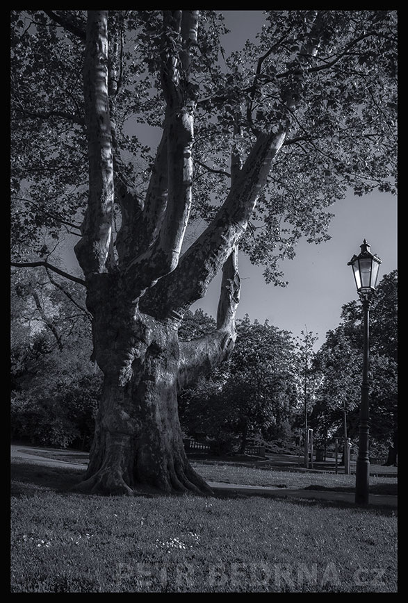 Strom trpaslík obří v Gröbovce, Havlíčkovy sady, Praha - Vinohrady, krása, příroda, park, stromy, podoba, Česko