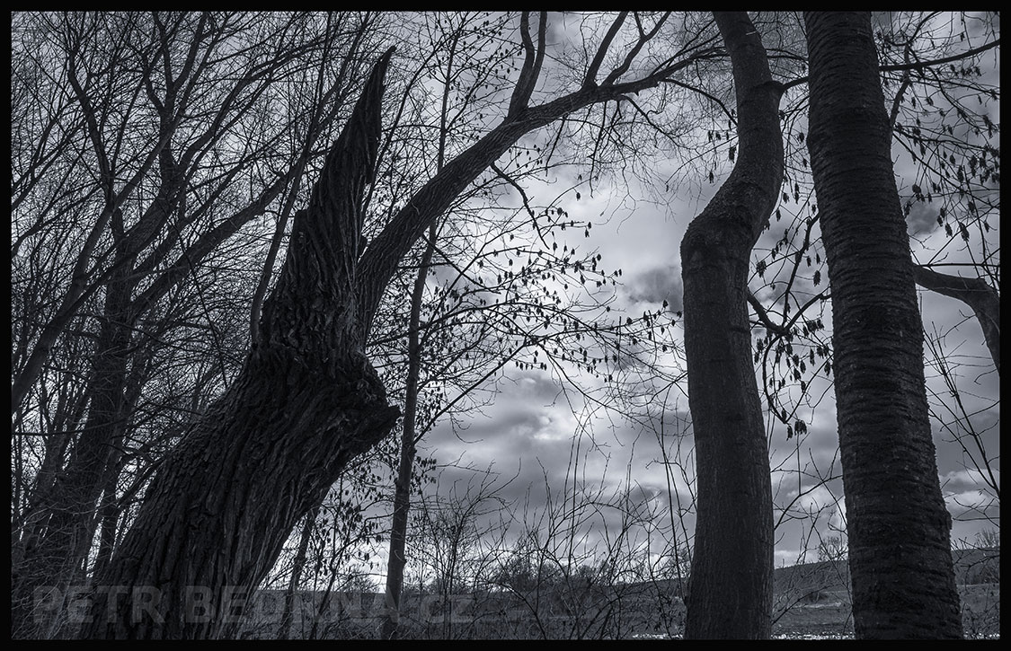 Strom ztracený trpaslík Kurta Gebauera, Debrno, Dolany nad Vltavou, Mělník, příroda, obzor, stromy, podoba, Česko