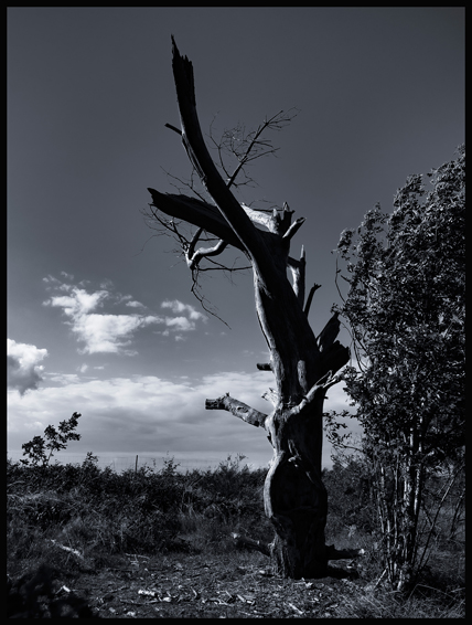 Stromeček se dívá na moře, Rujána, Suhrendorf