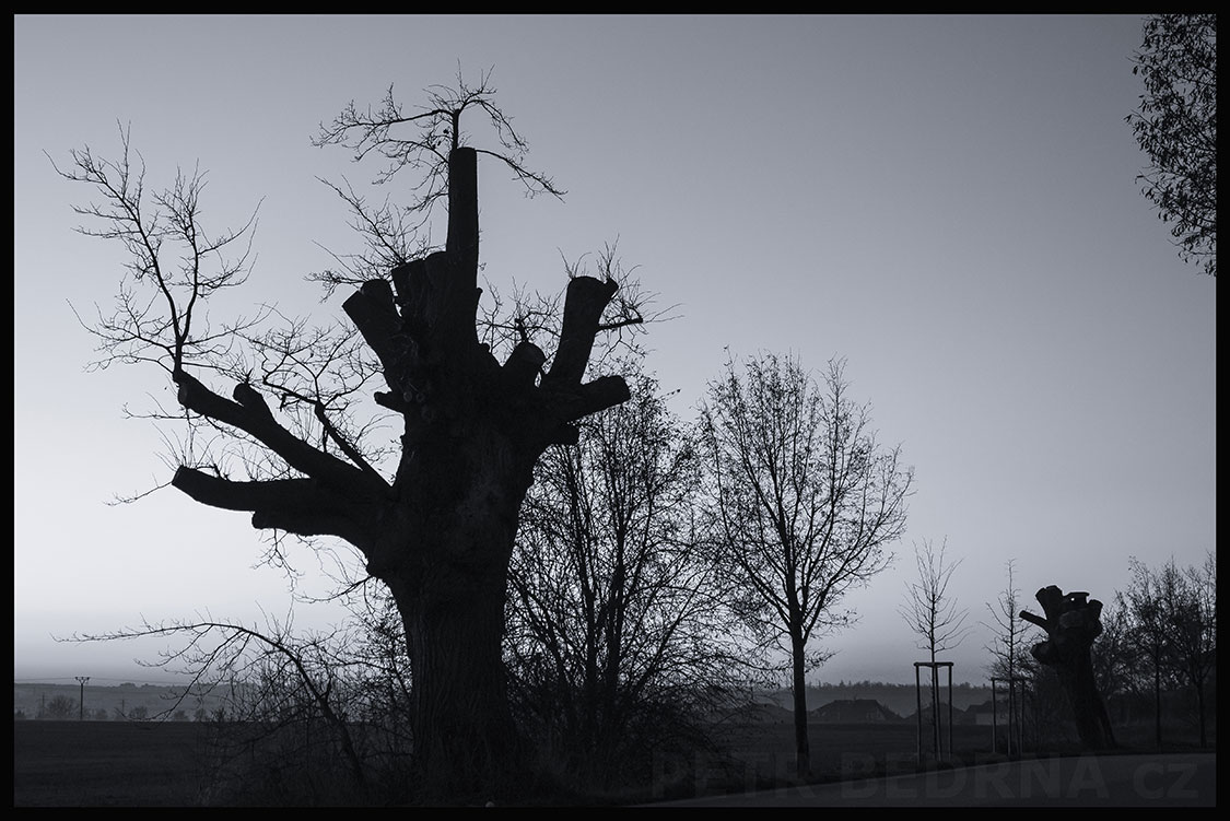 Stromy - dva opižlaní medvídci, Středokluky, krása, strom, příroda, obzor, obloha, podoba, Česko