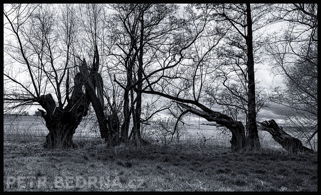 Stromy - koníček a dva zevlouni, Velké Číčovice, krása, příroda, obloha, obzor, pole, krajina, podoba, Česko