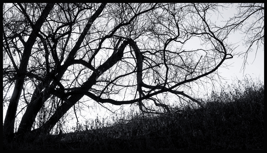 Stromy na pastvě, Nupaky