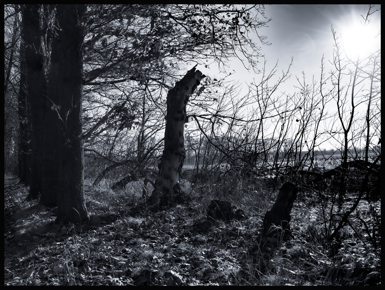 Stromy proti slunci, Hostouň, 2025