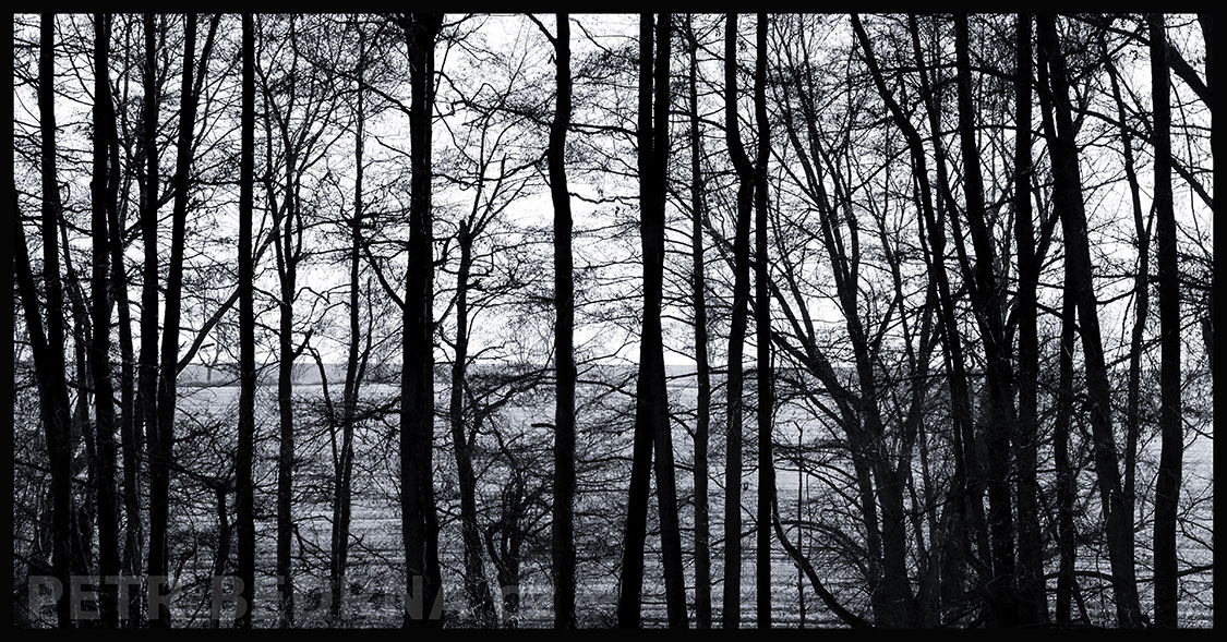 Stromy - stromořadí na kolmo, Lidice, krása, příroda, obzor, pole, podoba, Česko