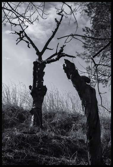 Těžká domluva, Divoká Šárka, Praha, Stromy