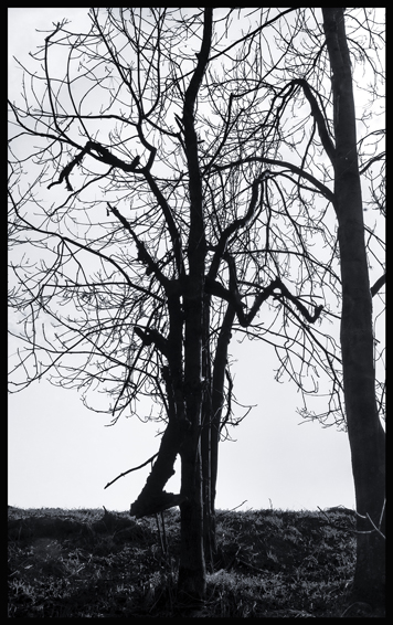 Totem Debrno, Stromy