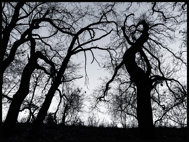 Tři na jednoho, Hostouň, 2025, Stromy