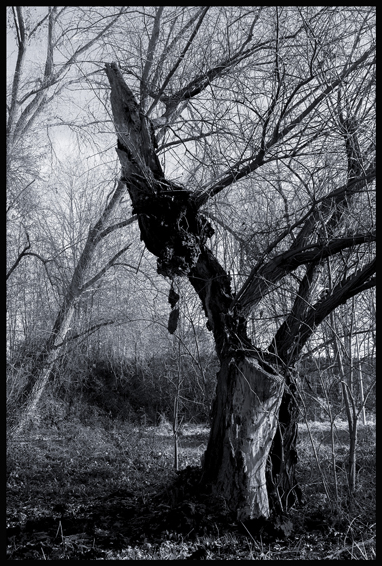 Trpitel, Divoká Šárka, Džbán, Stromy, Praha