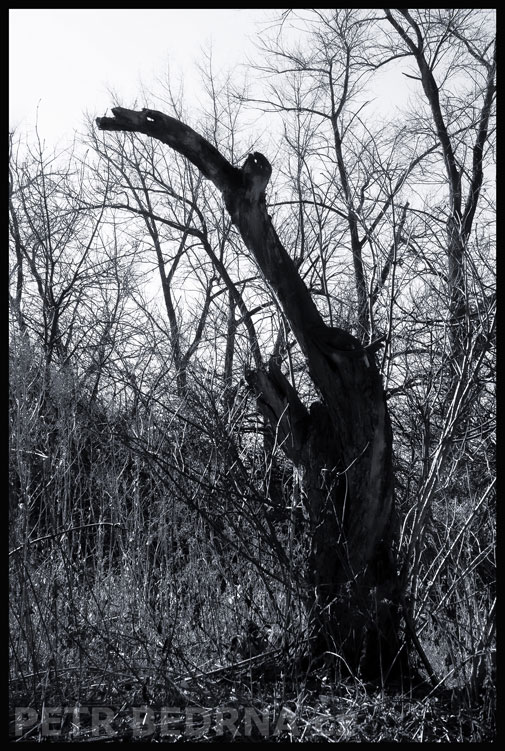 Tukan ve křoví, Tursko, Těšina, strom, příroda, les, Česko