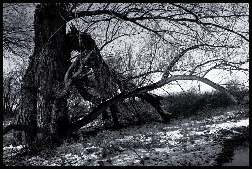 Tvrdohlaví, Hostouň, Stromy