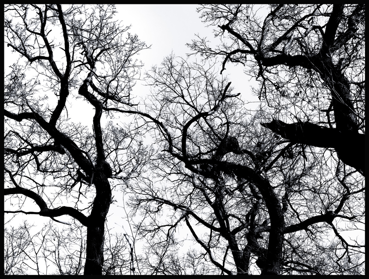 Zdivočelé stromy, obora Hvězda, Praha