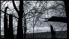 1 položka z fotogalerie, malé (thumbnail) ukázkové foto. Stromy, Praha, Čechy, Německo II.