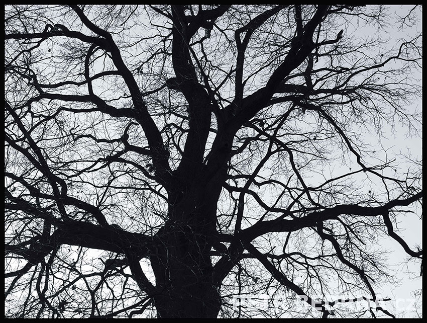 Černý pták, struktura, Říčany, Strom