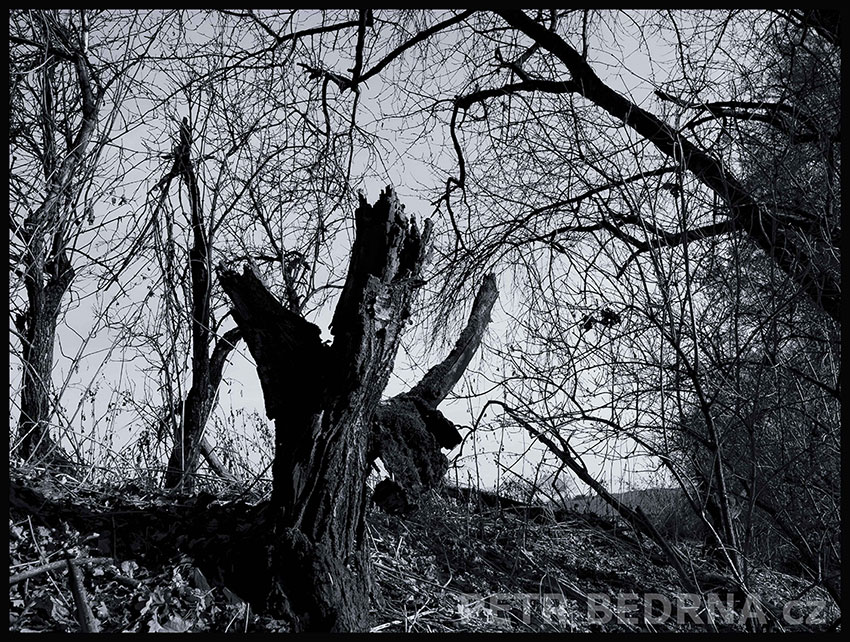 Chromý havran řvoucí, Říčany, Stromy