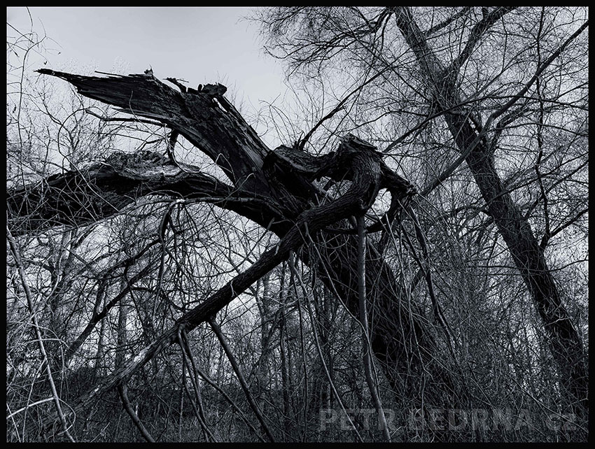 Chromý pták, Říčany, Stromy