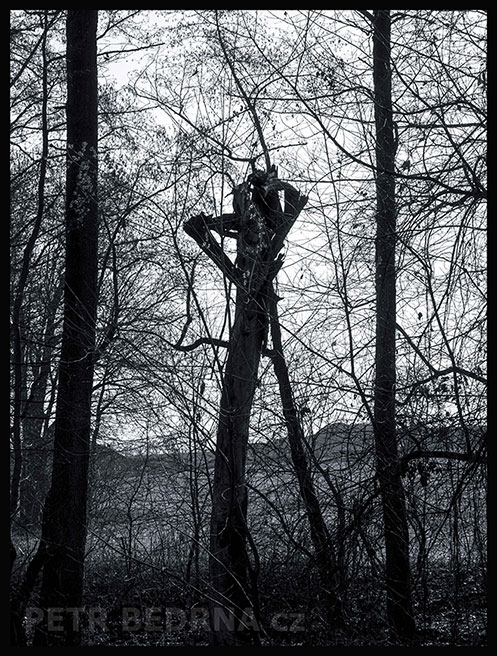 Dámička s copánkem, Říčany, Stromy