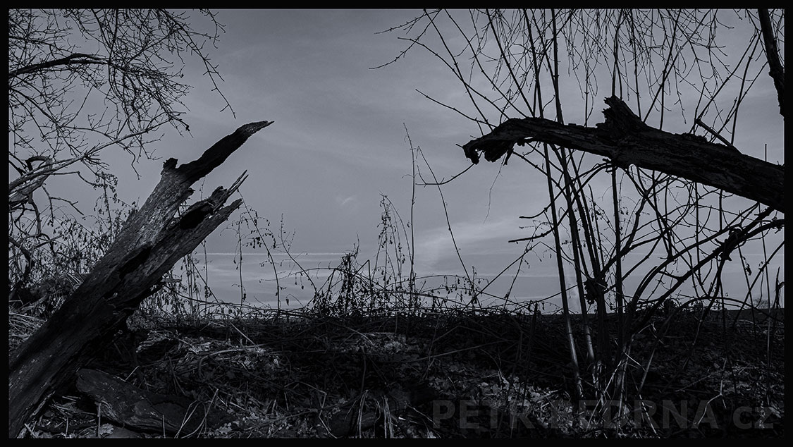 Dva stromy se potkaly na vyhlídce, Říčany u Prahy, okolí, krása, les, příroda, obloha, Česko