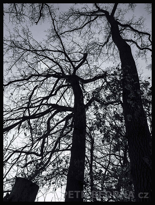 Dva tanečníci a jeden pařez, Říčany, Stromy