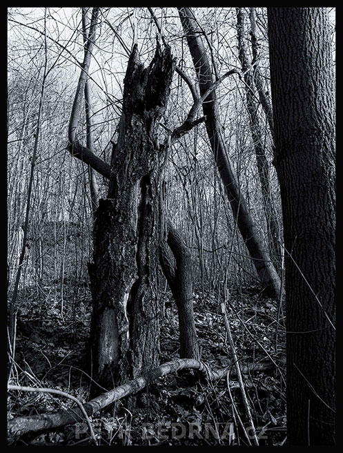 Medvěd strašidlo, Bu Bu Bu, Říčany, Stromy