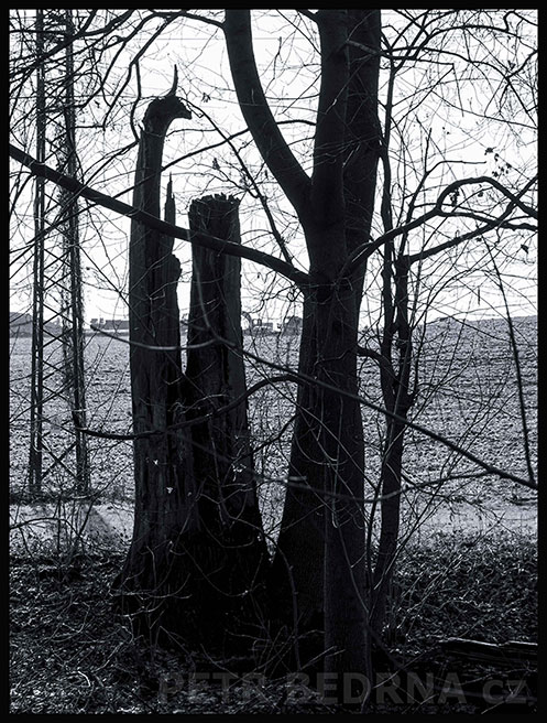 Na stojáka, Říčany, Stromy