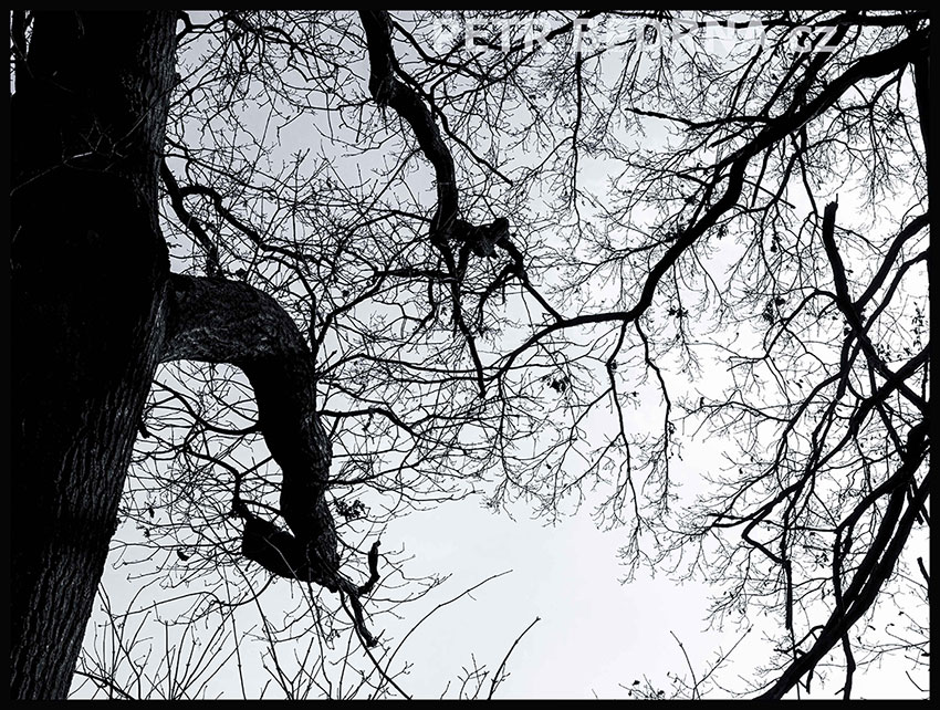 Opička akrobat prchající před býčkem, Říčany, Stromy