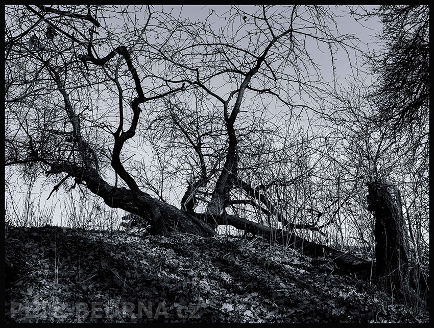 Pes před nebeskou bránou, Říčany, Stromy