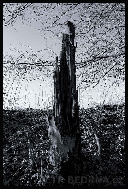 Pomníček malá kuna, Říčany, Stromy