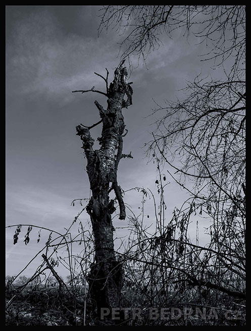 Rytíř s opičím ocasem, Říčany, Stromy