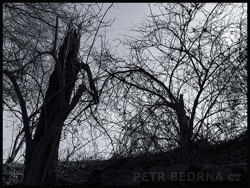 Sběrači hmyzu, Říčany, Stromy