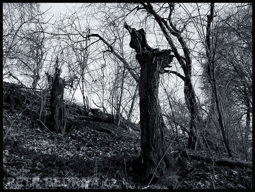 Setkání v lese, Říčany, Stromy