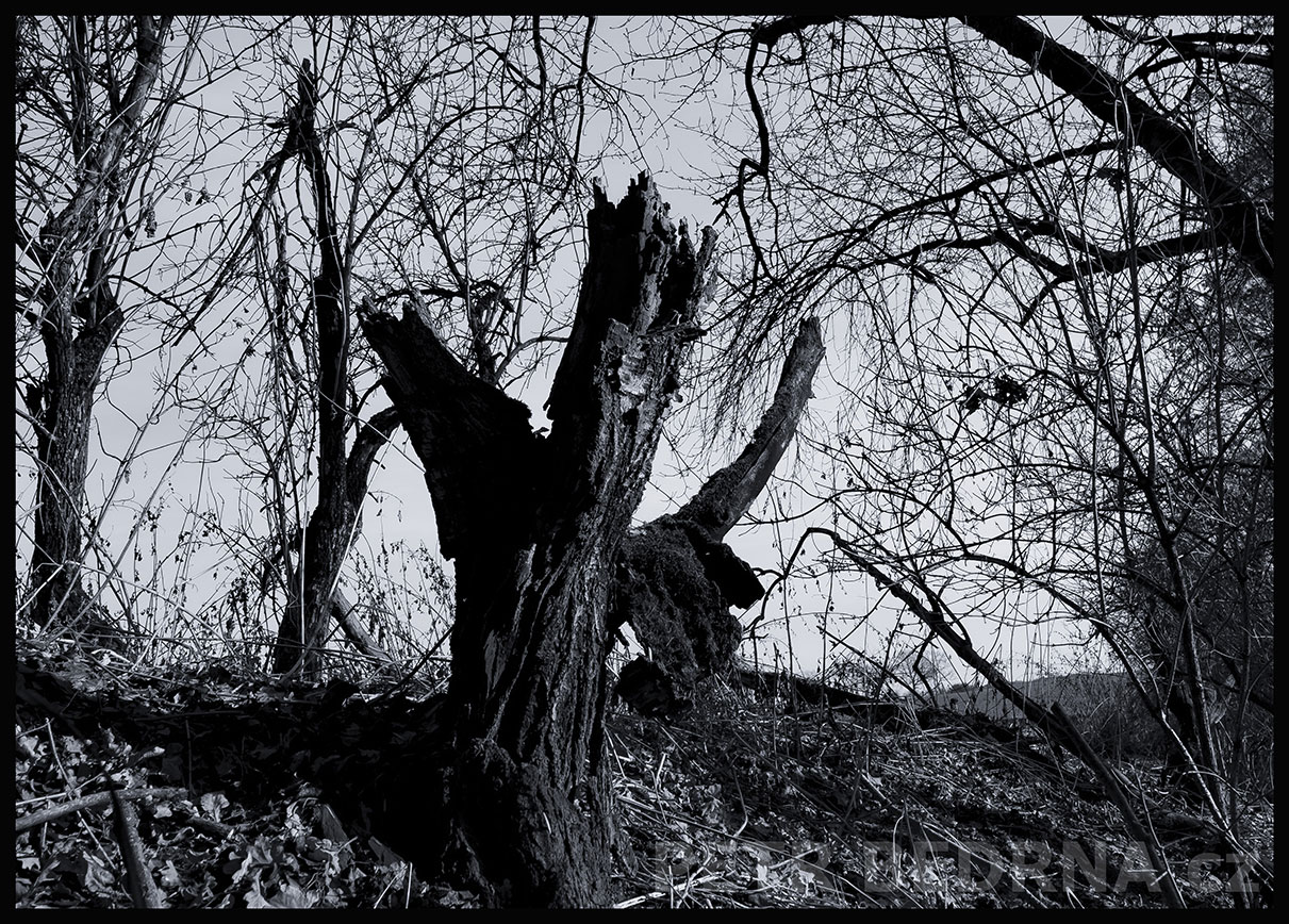 Strom chromý havran na nebesa řvoucí, Říčany u Prahy, okolí, krása, les, příroda, obloha, Česko