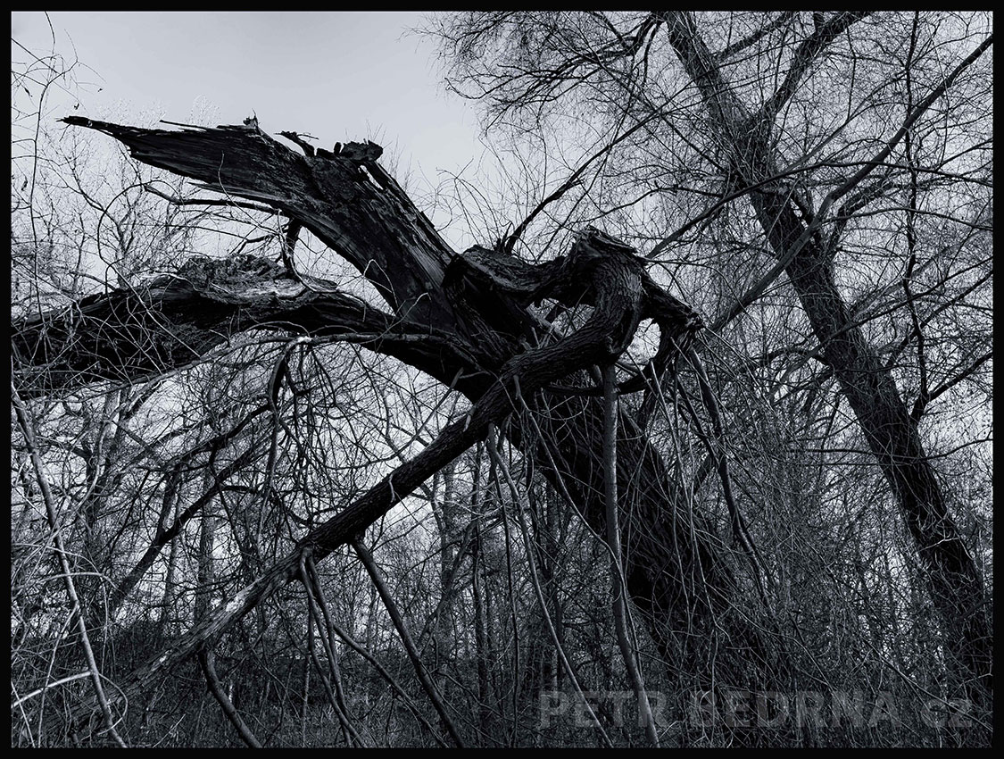 Strom chromý pták nemůže vzlétnout, Říčany u Prahy, okolí, krása, les, příroda, obloha, Česko