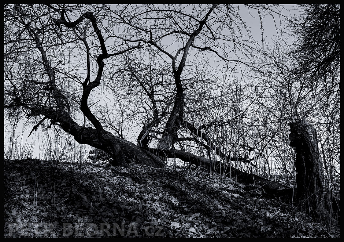 Strom hafan před nebeskou bránou, Říčany u Prahy, okolí, krása, les, příroda, obloha, Česko