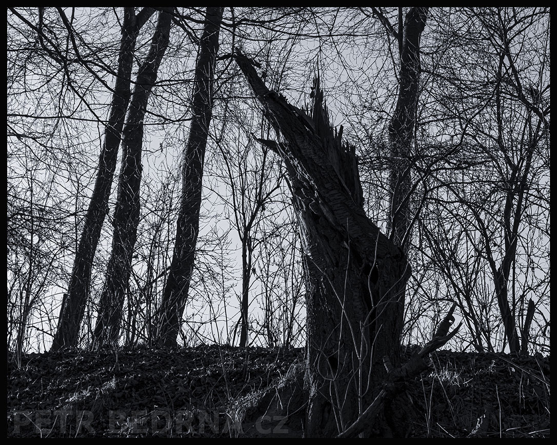 Strom naježený kanec bloudí lesem, Říčany u Prahy, okolí, krása, les, příroda, obloha, Česko