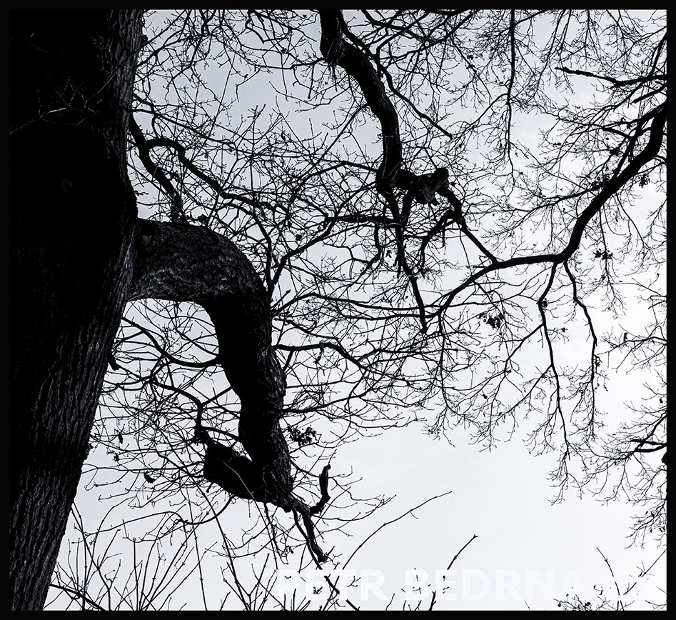 Strom opička akrobatka laškuje s býčkem, Říčany u Prahy, okolí, krása, les, příroda, obloha, Česko