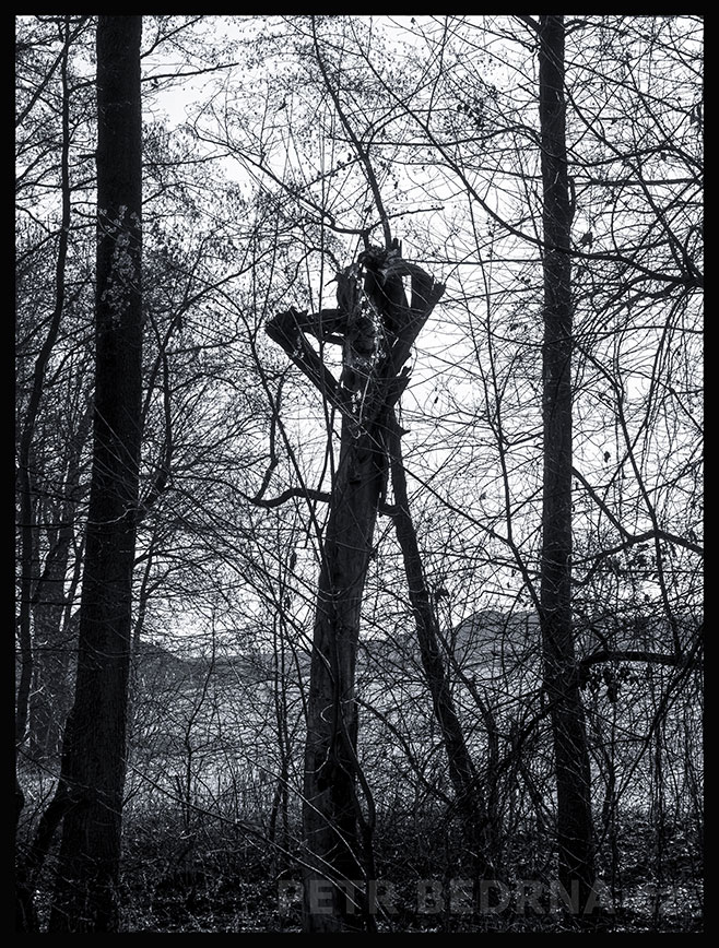 Strom ranní slečínka s copánkem, Říčany u Prahy, okolí, krása, les, příroda, obloha, Česko