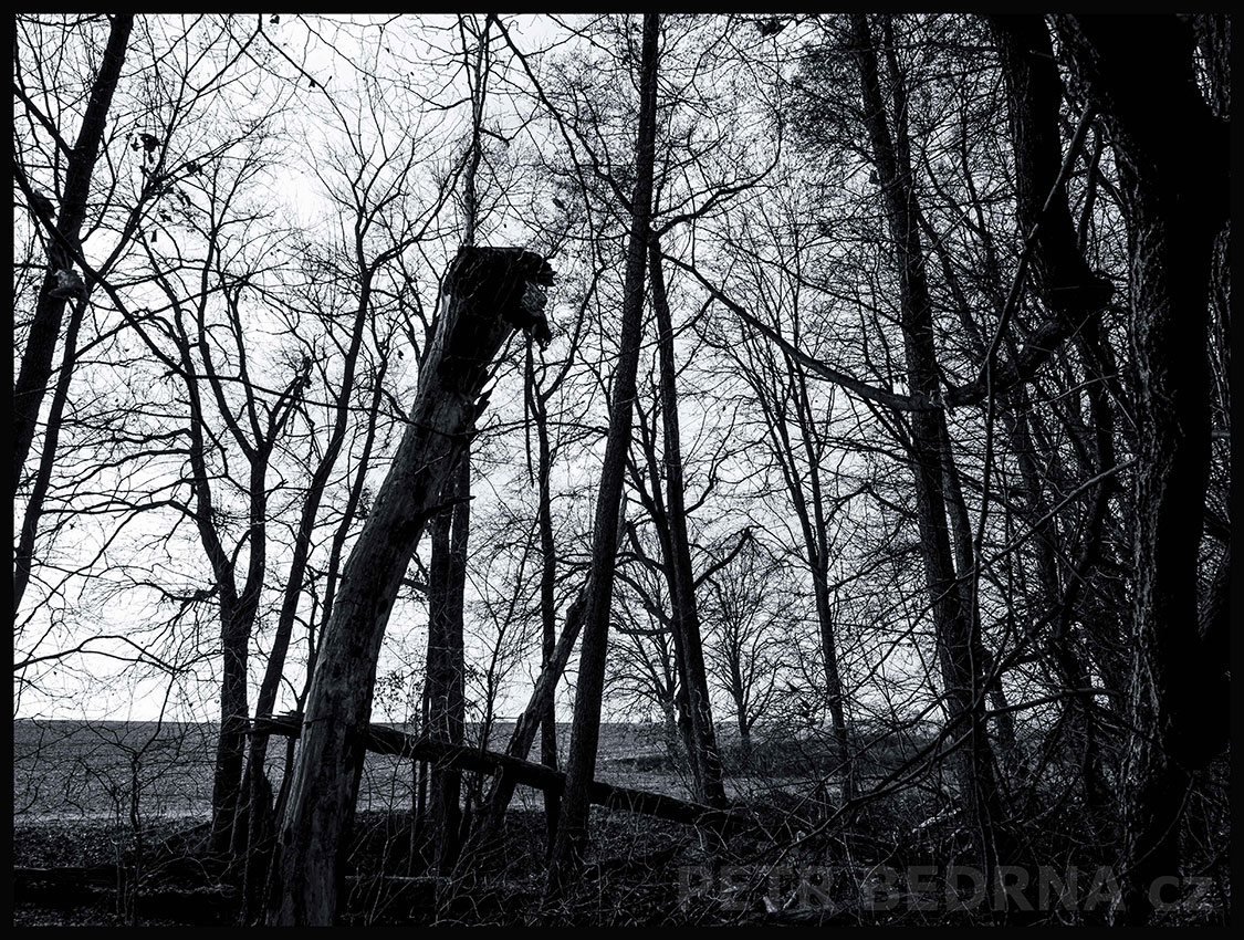 Strom - říkají mu Frňáček kuliočko, Říčany u Prahy, okolí, krása, les, příroda, Česko