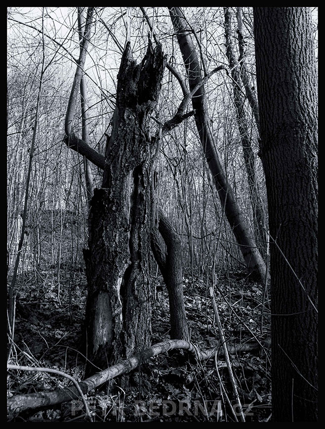 Strom strašidlo převlečené za medvěda, Říčany u Prahy, okolí, krása, les, příroda, obloha, Česko