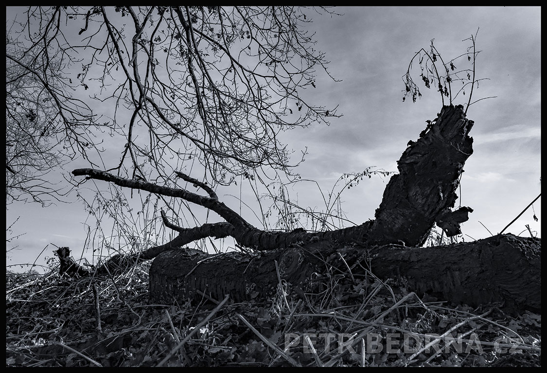 Strom sumec řvoucí, Říčany u Prahy, okolí, krása, les, příroda, obloha, Česko