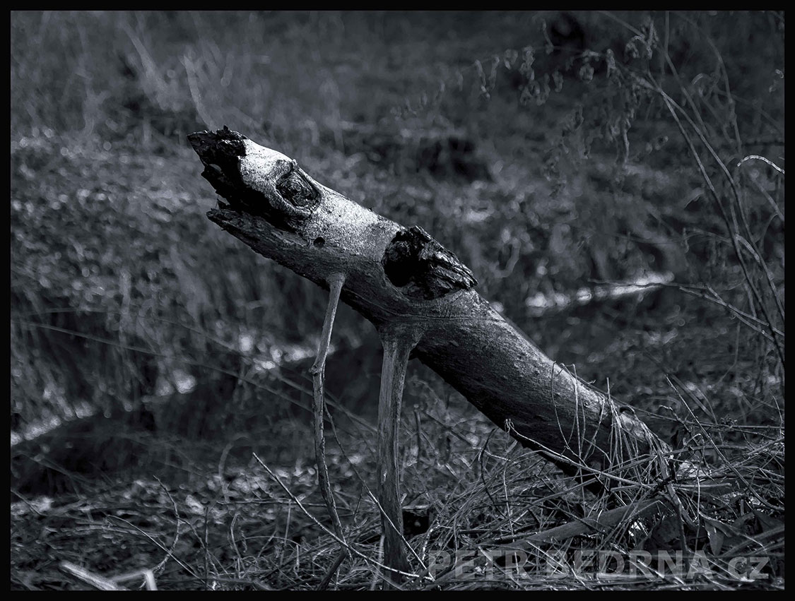 Strom sumeček chudáček, Říčany u Prahy, okolí, krása, les, příroda, obloha, Česko