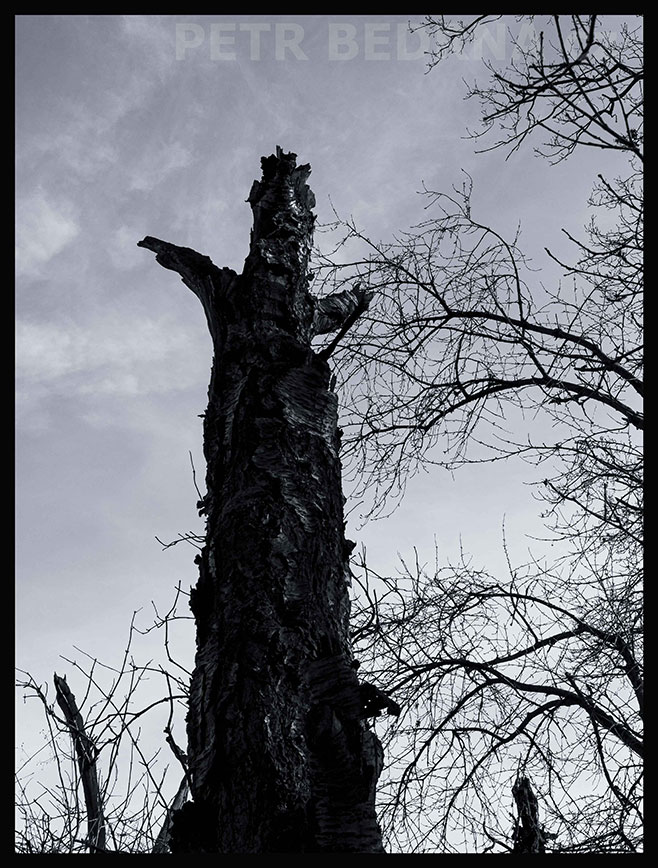 Strom totem drštička, Říčany u Prahy, okolí, krása, les, příroda, obloha, Česko